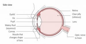 The Eye and How It Works | The Eye Expert